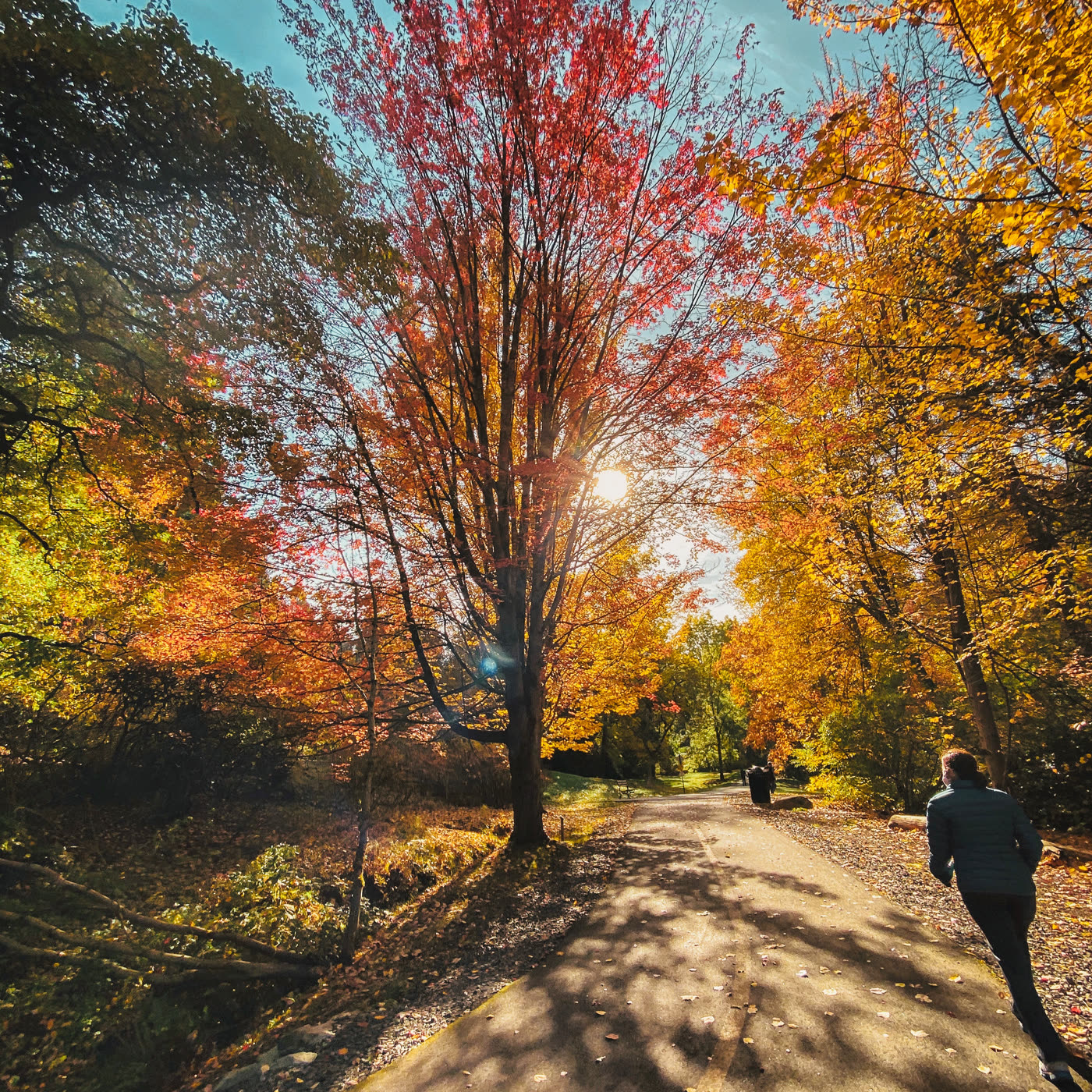 A man, a path, and several thousand unbothered leaves
