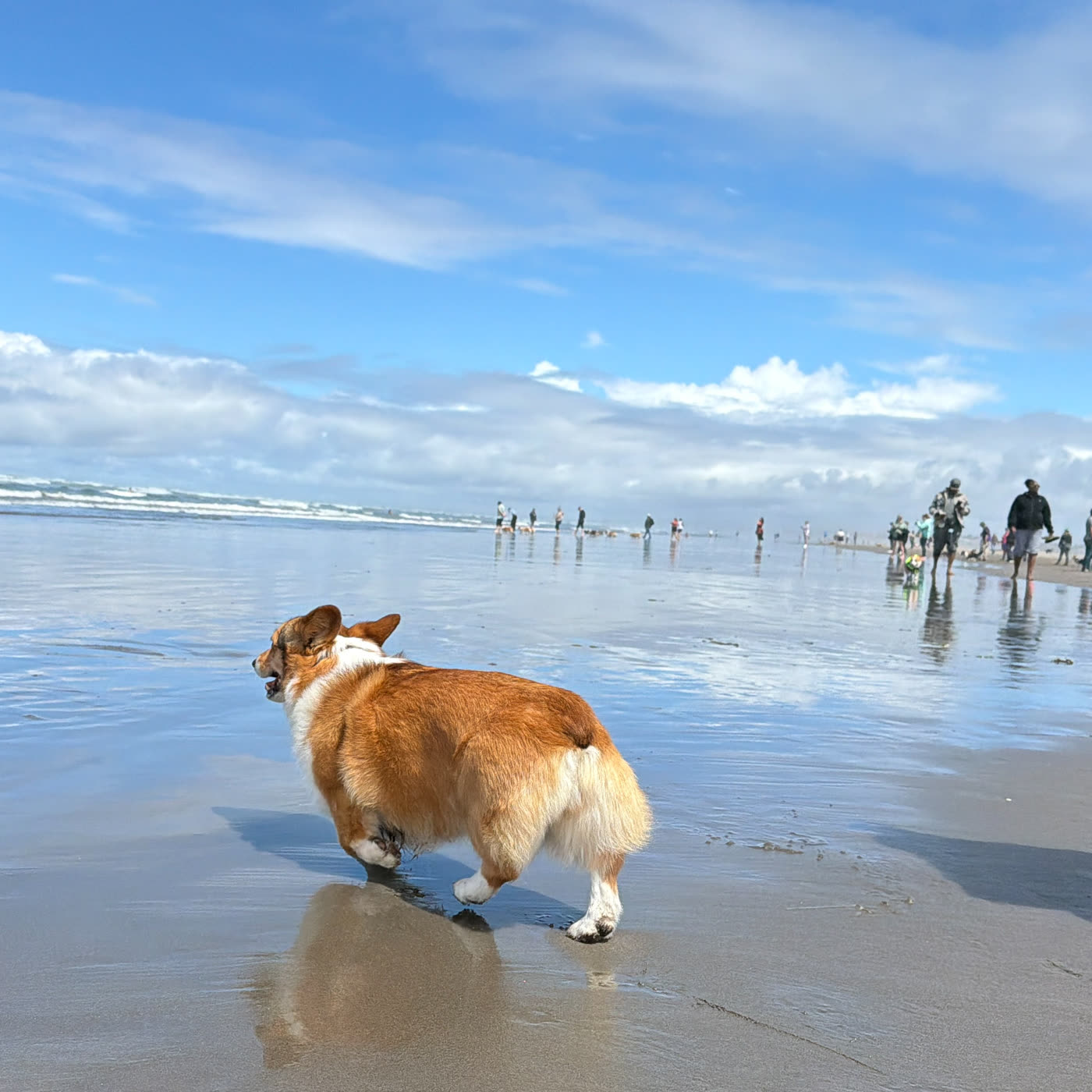 A corgi conducting urgent business at the shoreline