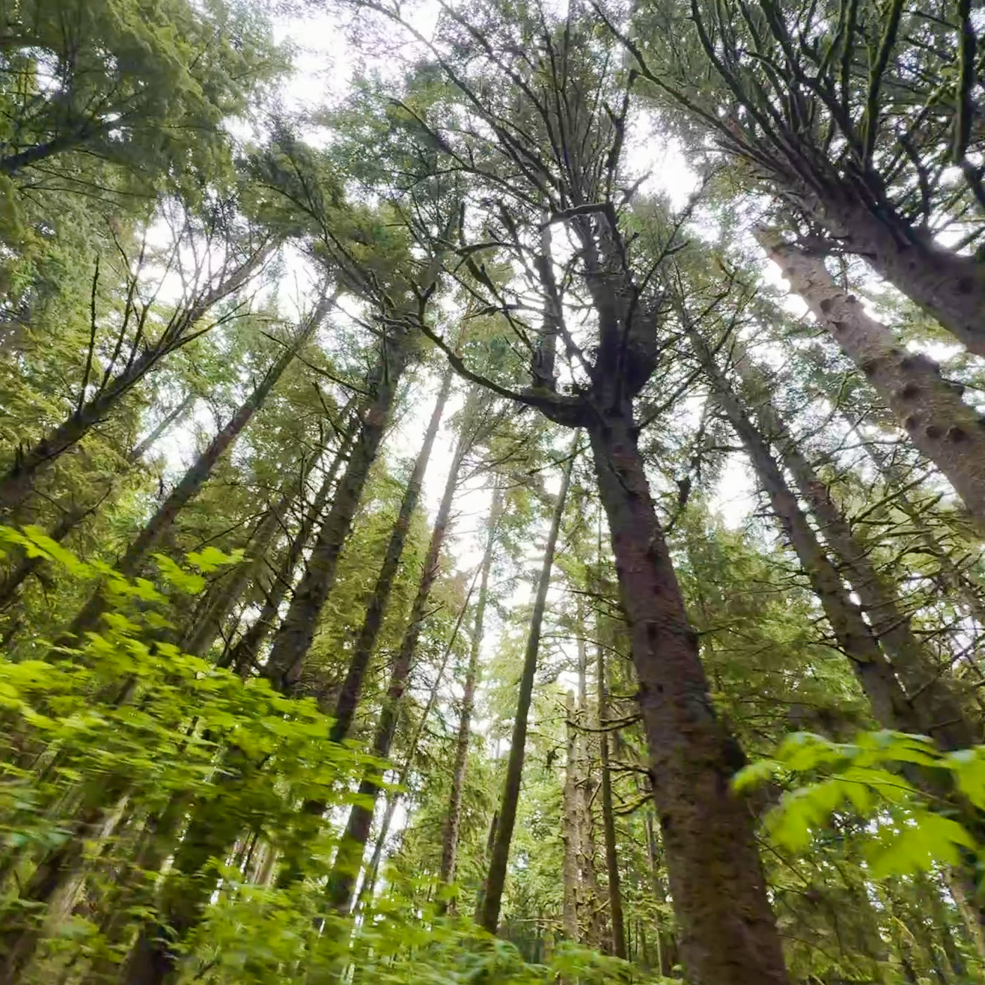 Trees, holding a very tall and very quiet meeting